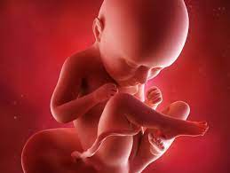 Fœtus développement