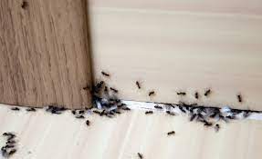Se débarrasser des fourmis à la maison : nos astuces